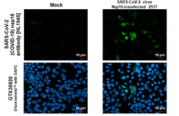Anti-SARS-CoV-2 (COVID-19) nsp16 antibody [HL1945] used in Immunocytochemistry/ Immunofluorescence (ICC/IF). GTX637782